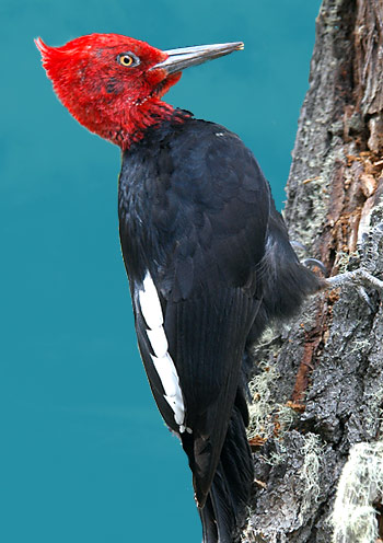woodpecker350b