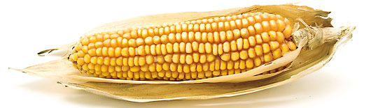corn550
