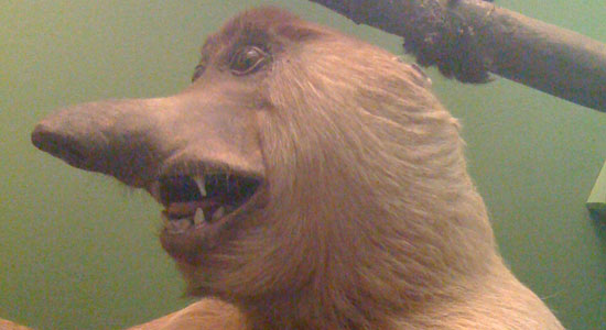 HarvardNaturalHistoryMuseum