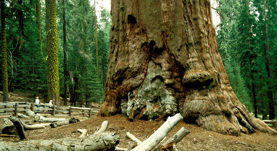 General_Sherman_Tree_Sequoia_X0206