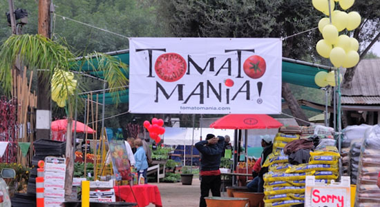 Tomatomania